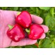 Mini Bell Red
