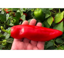 Rosso Duemila