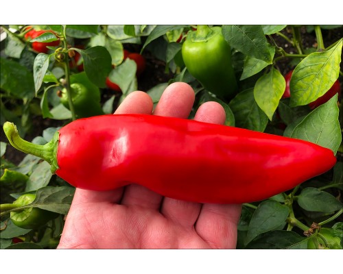 Rosso Duemila