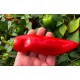 Rosso Duemila