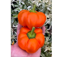 Fon Baron Orange