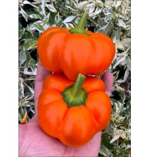 Fon Baron Orange