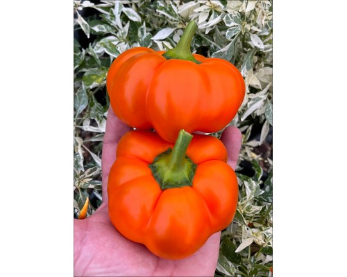 Fon Baron Orange