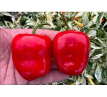Rocoto Suka Marlene Red