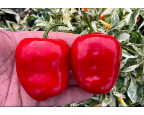 Rocoto Suka Marlene Red