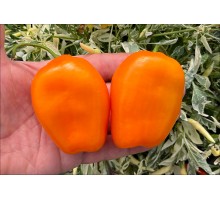 Rocoto Maribondo Amarillo