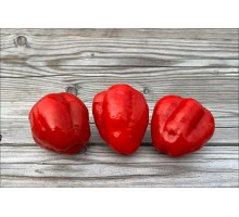 Rocoto Descoberto Rojo