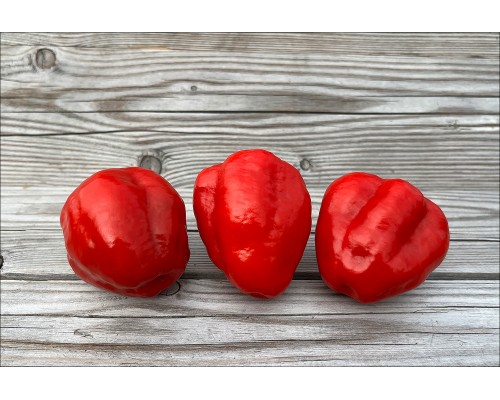 Rocoto Descoberto Rojo