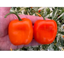Rocoto Select Deep Orange