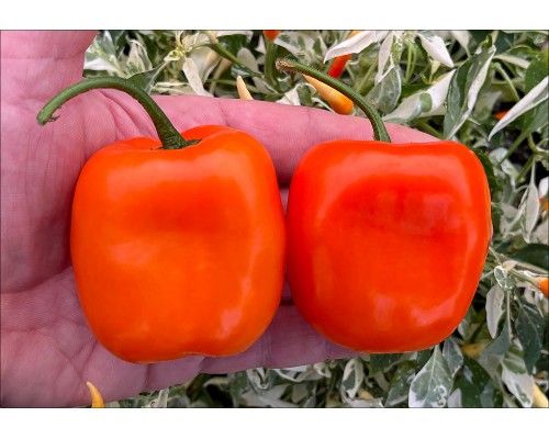 Rocoto Select Deep Orange