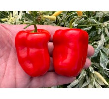 Rocoto Belarmino Rojo