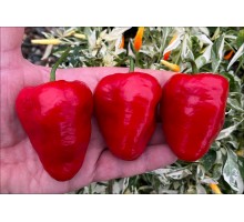 Rocoto RGX Red