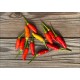 Tabasco