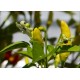 Tabasco