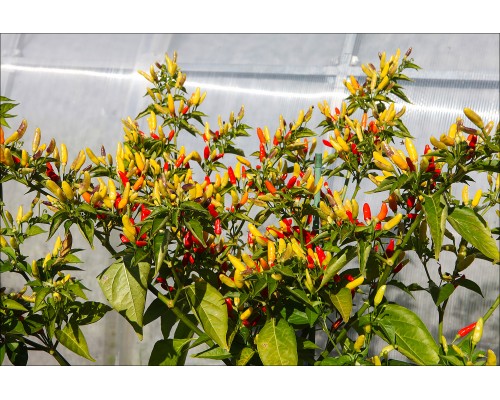 Tabasco