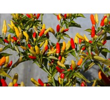 Tabasco