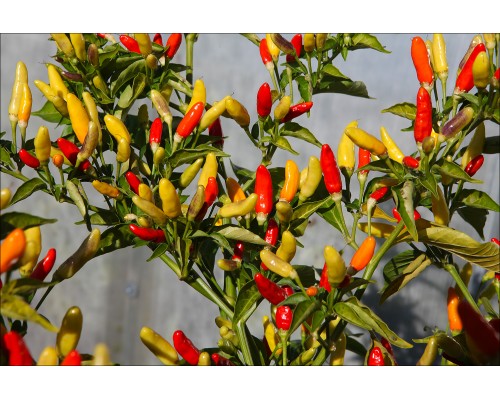 Tabasco
