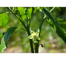 Piri Piri