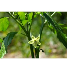 Piri Piri