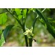 Piri Piri