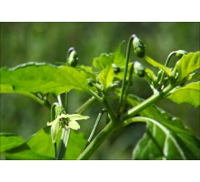 Thai Burapa