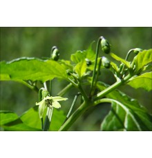 Thai Burapa