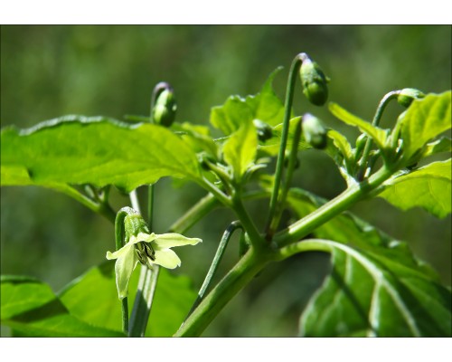Thai Burapa
