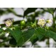 PI 441654