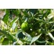 Variegated Mini Bell
