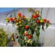Variegated Mini Bell