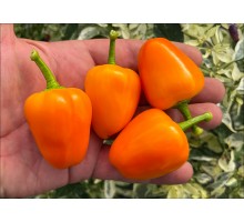 Vinnie Pukh Orange