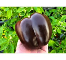 Chocolate Brown