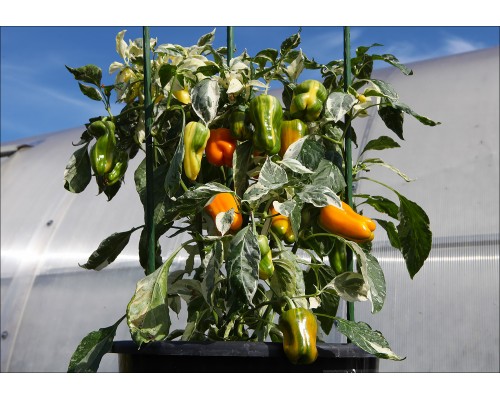 Panache Variegated