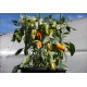 Panache Variegated