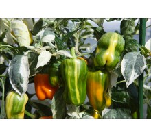 Panache Variegated