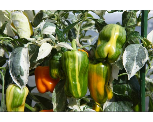 Panache Variegated
