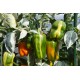 Panache Variegated