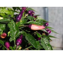 Bleeding Pulse Purple Pink