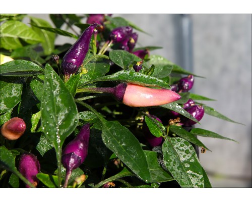 Bleeding Pulse Purple Pink