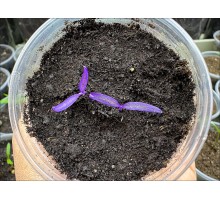 Essential Purple