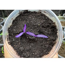 Essential Purple