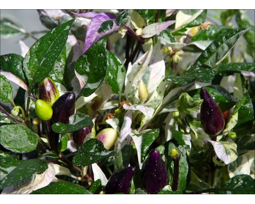 Flair Purple