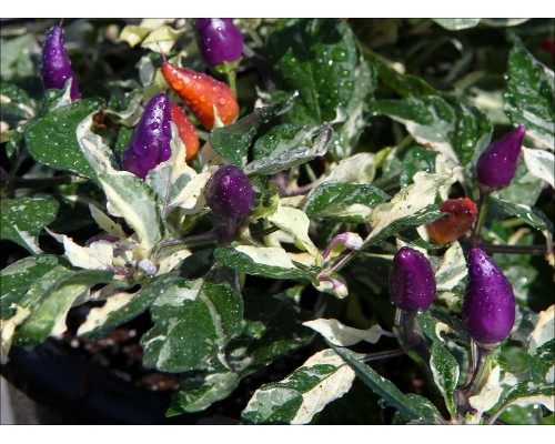 Faton Purple Variegated