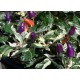 Faton Purple Variegated