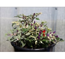 Faton Purple Variegated