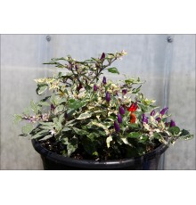 Faton Purple Variegated