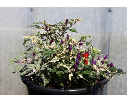 Faton Purple Variegated