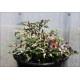 Faton Purple Variegated
