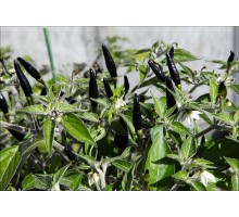Black Cobra (Goat's Weed)