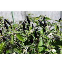 Black Cobra (Goat's Weed)
